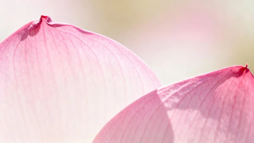 First frame: delicate pink rose petals in soft cream lighting
